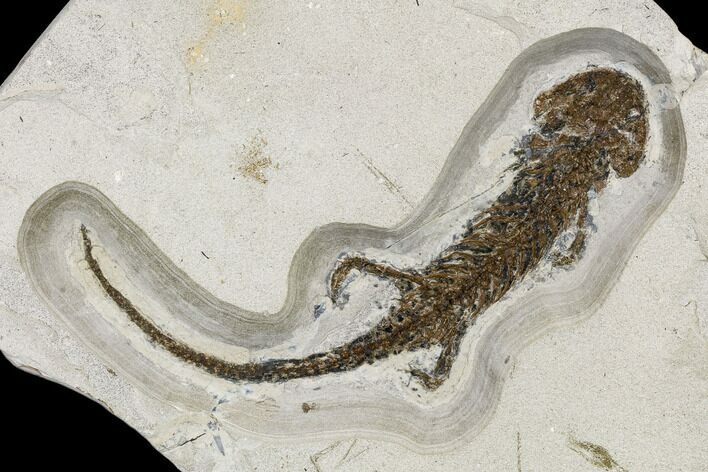 Miocene, Fossil Salamander (Chelotriton) - Bosnia #113311